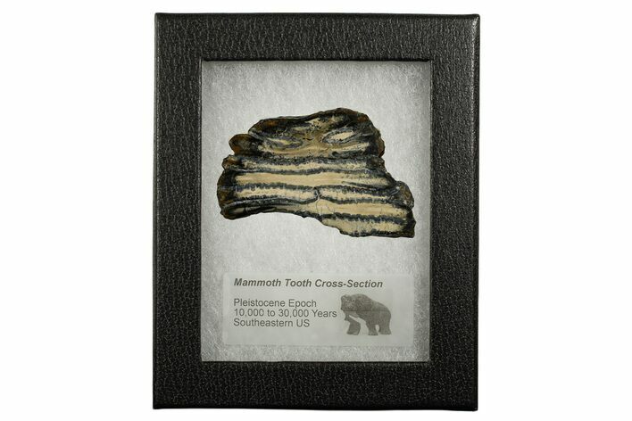 Mammoth Molar Slice With Case - South Carolina #337706